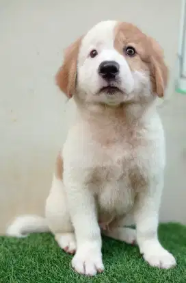 Golden retriever mix kintamani