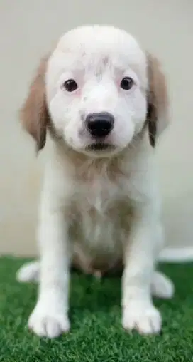 Golden retriever mix kintamani