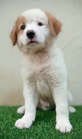 Golden retriever mix kintamani