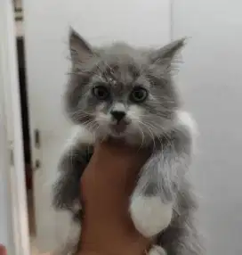 Kucing Persia medium hair abu-abu