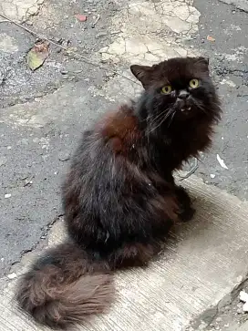 Kucing persia jantan semi peaknose