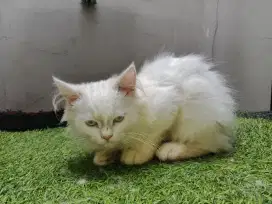 Kucing ragdoll kiten