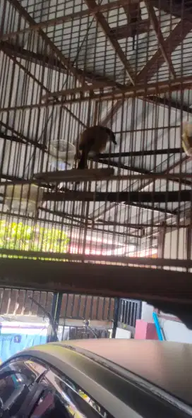 Burung pentet gacor..sehat dan lincah bisa salto,ngoceh terus.850 rb