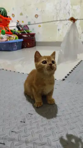 Anakan Kucing Munchkin x BSH ped Jantan