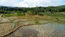 Sawah Produktif  970 m,  Pondok Salam, PWK.