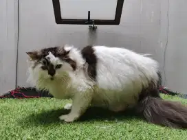 Ragdoll betina 9 bulan