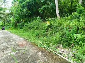 Tanah Pekarangan 3210m2 Banyuroto nanggulan kulon progo