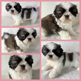 JUAL ANJING SHITZU SHIHTZU