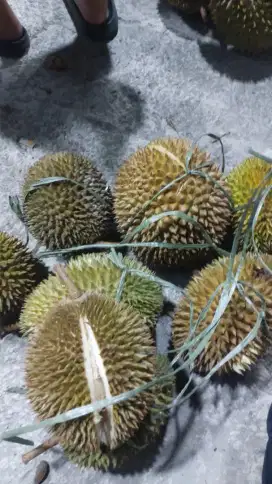 Durian palembang 1pcs