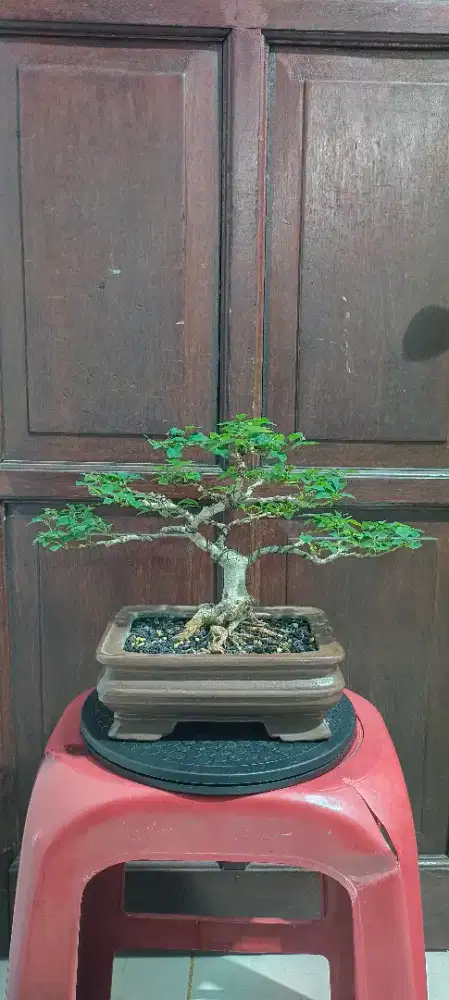 Bonsai Wareng Bintang