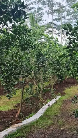Kebun Jeruk Luas 6300 Meter Plus Kandang Kambing di Wagir Malang