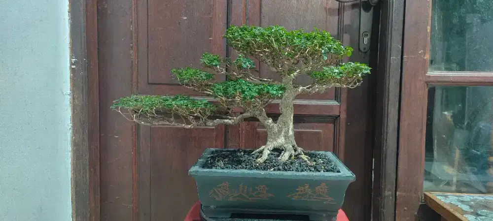 Bonsai Sancang Small