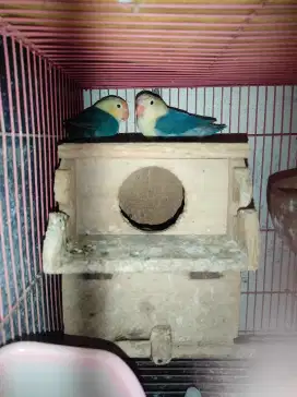 LOVEBIRD SIAPAN 6 BULAN - PB VIO X PB VIO