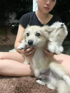 Jual anjing shitzu dan super mini pom campuran husky
