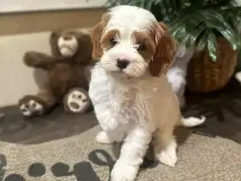 JUAL ANJING MALTESE MIX POODLE