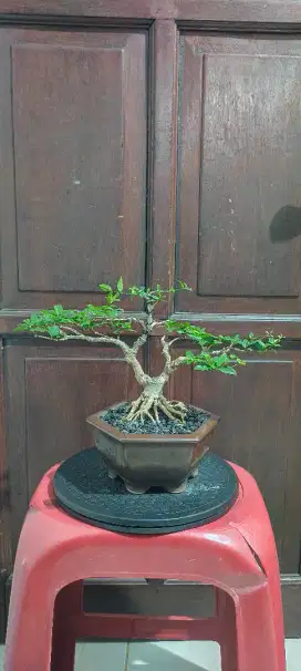 Bonsai Anting Putri