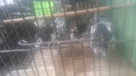 anakan ayam batik daerah bandung kota jawa barat