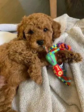 JUAL ANJING POODLE