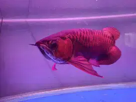 Arwana super red 65 cm