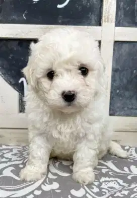 JUAL ANJING BICHON FRISE
