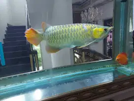 Ikan arwana red