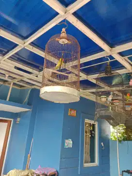 Lovebird Violet & paskeun