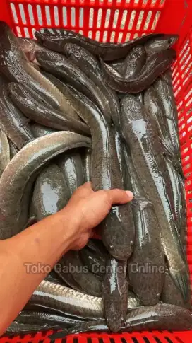 Hidangan segarr pemulihan