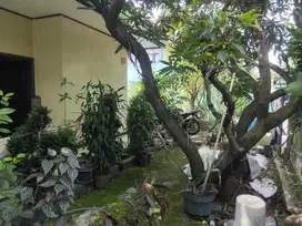 TURUN HARGA LAGI NIHEDISI MAU PULANG KAMPUNG DIJUAL CEPAT RUMAH HOOK