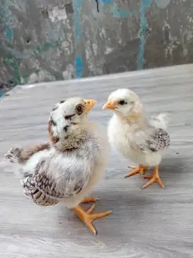 AYAM KATE ANAKAN SEPASANG USIA SEBULAN.