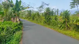 Tanah Kebun Teh Pinggir Jalan 3389 m2 Dijual Murah di Bojong Purwakart