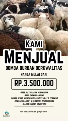 Domba Qurban Termurah