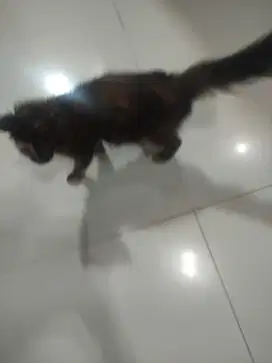 Open adopsi kucing blasteran nurut jinak manja