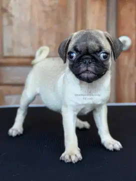 Puppy Pug Betina, Lucu dan Ceria Menanti Keluarga Baru!