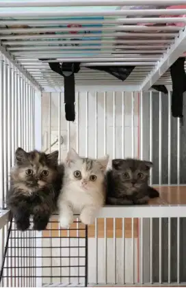 Munchkin kitten & Scottish Fold