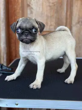 Pug Betina, Peliharaan Ideal dengan Kepribadian Ceria!