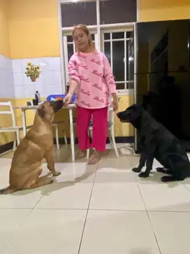 Anjing ras besar