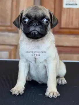 Pug Jantan, Si Kecil yang Penuh Kepribadian dan Menggemaskan!