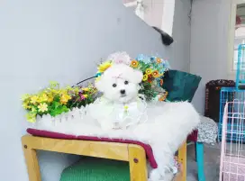 Korean mini bichon frise female super cute face kaki cebol bulu tebal