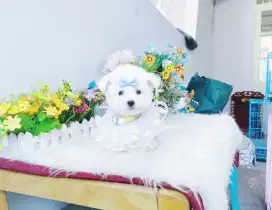 Korean mini bichon male super imut seperti boneka cakep dan lucu gemes