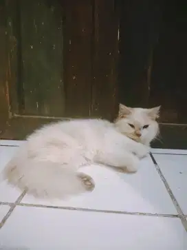 PERSIA MENKUN  Dewasa/kitten