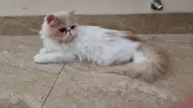 Kitten Peaknose Persia Long Hair