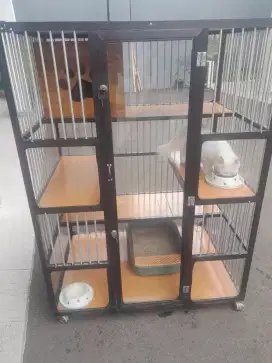 Kucing Persia Putih