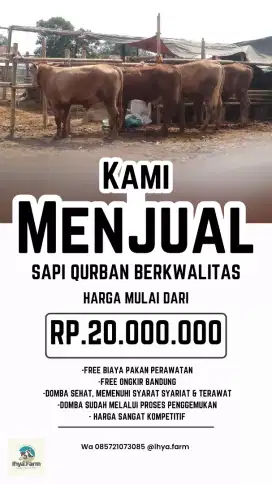 Sapi Qurban Murah Meriah
