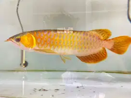 Arwana sr uk 31-35cm
