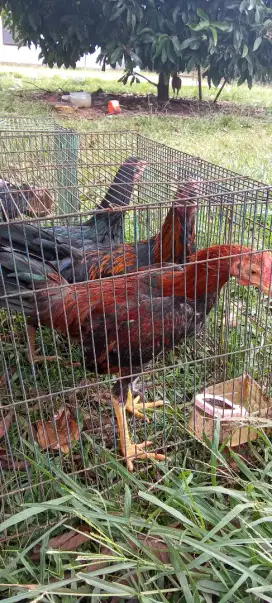 Jua ayam kp dara