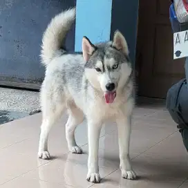 Siberian husky betina flip flop