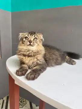 scottish fold longhair jantan