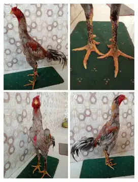 Ayam Bangkok ukuran 4,5-5