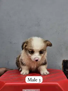 Dijual anak anjing puppy Corgi jantan male sable stambum vaksin chip