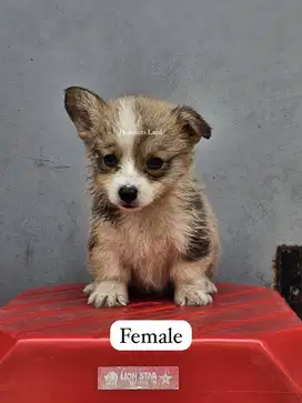 Dijual anak anjing puppy Corgi Betina female sable stambum vaksin chip